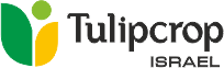 tulip
